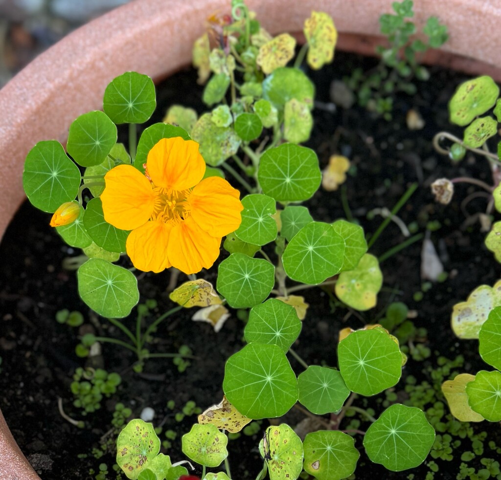 Nasturtium flower  by alison59