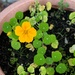 Nasturtium flower  by alison59