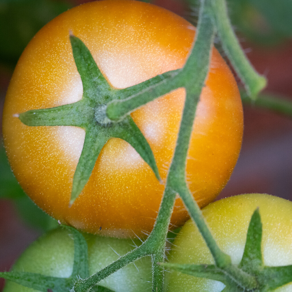 Ripe tomato! by anncooke76