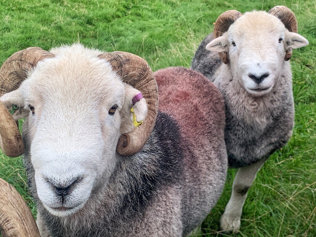 Herdwick daddies waiting their turn!  by happypat