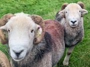 18th Sep 2024 - Herdwick daddies waiting their turn! 