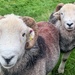 Herdwick daddies waiting their turn!  by happypat