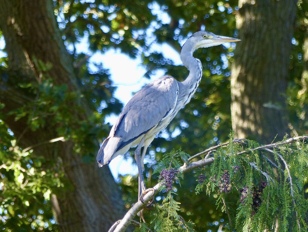 That Heron Again! by susiemc