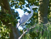 18th Sep 2024 - That Heron Again!