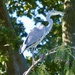 That Heron Again!