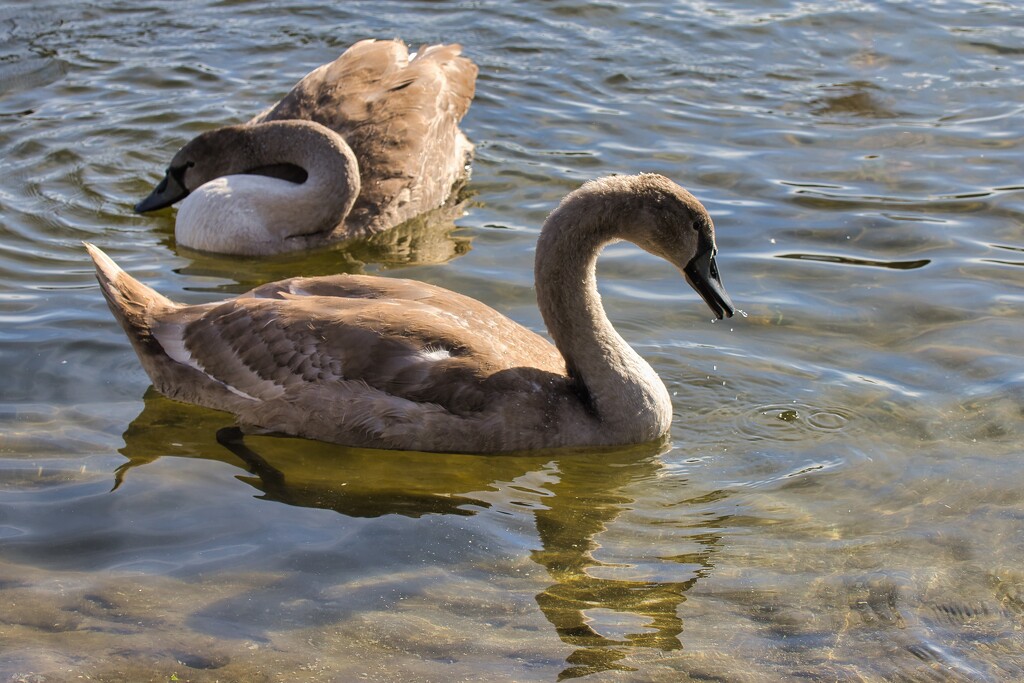 Young swans by okvalle