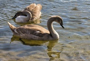 18th Sep 2024 - Young swans