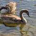 Young swans