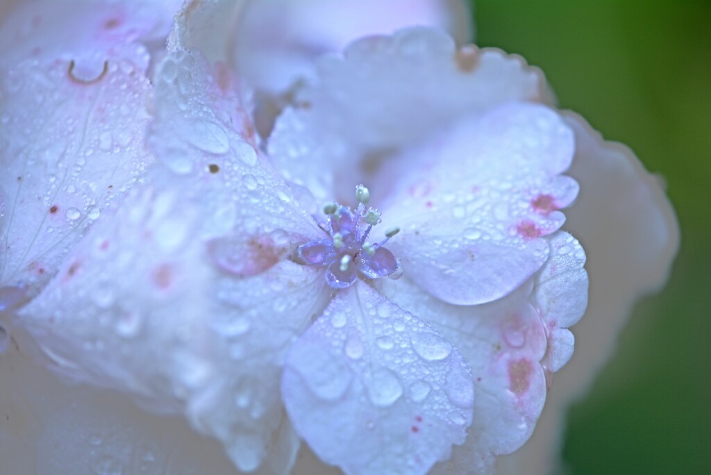 Hydrangea in the rain~~~~~ by ziggy77