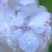 Hydrangea in the rain~~~~~