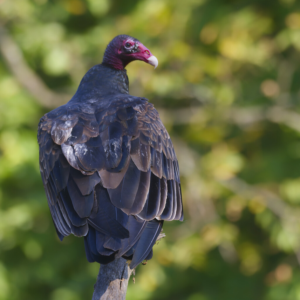 Turkey Vulture by rminer