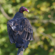 18th Sep 2024 - Turkey Vulture