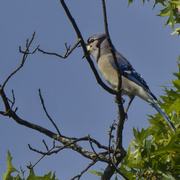 18th Sep 2024 - blue jay