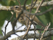 18th Sep 2024 - red-breasted grosbeak