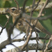 red-breasted grosbeak