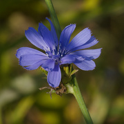 18th Sep 2024 - Chicory