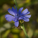 Chicory by rminer