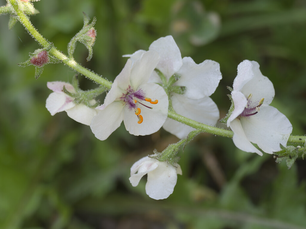 moth mullein by rminer