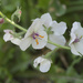 moth mullein