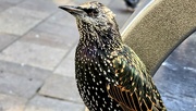 18th Sep 2024 - 262/366 - Starling