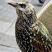 262/366 - Starling by isaacsnek