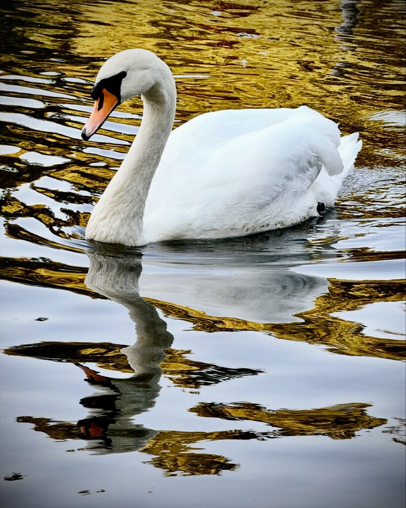 Swan Lake by jmdeabreu