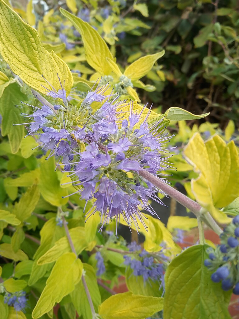 Caryopteris by 365projectorgjoworboys