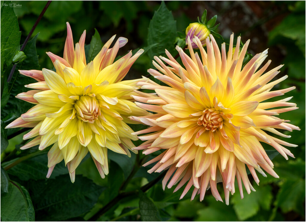 Couple of Dhalias by pcoulson