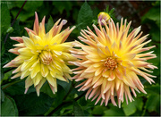 18th Sep 2024 - Couple of Dhalias