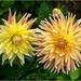 Couple of Dhalias