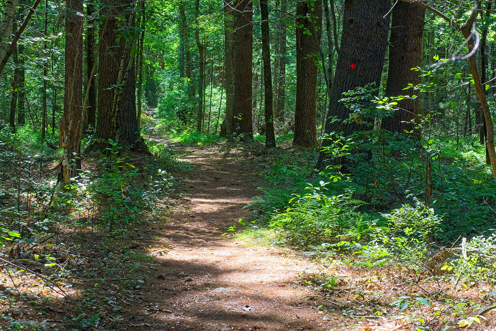 Woodland Trail Bedford by gardencat