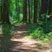 Woodland Trail Bedford by gardencat