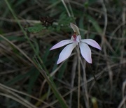 19th Sep 2024 - Springtime flowers #6