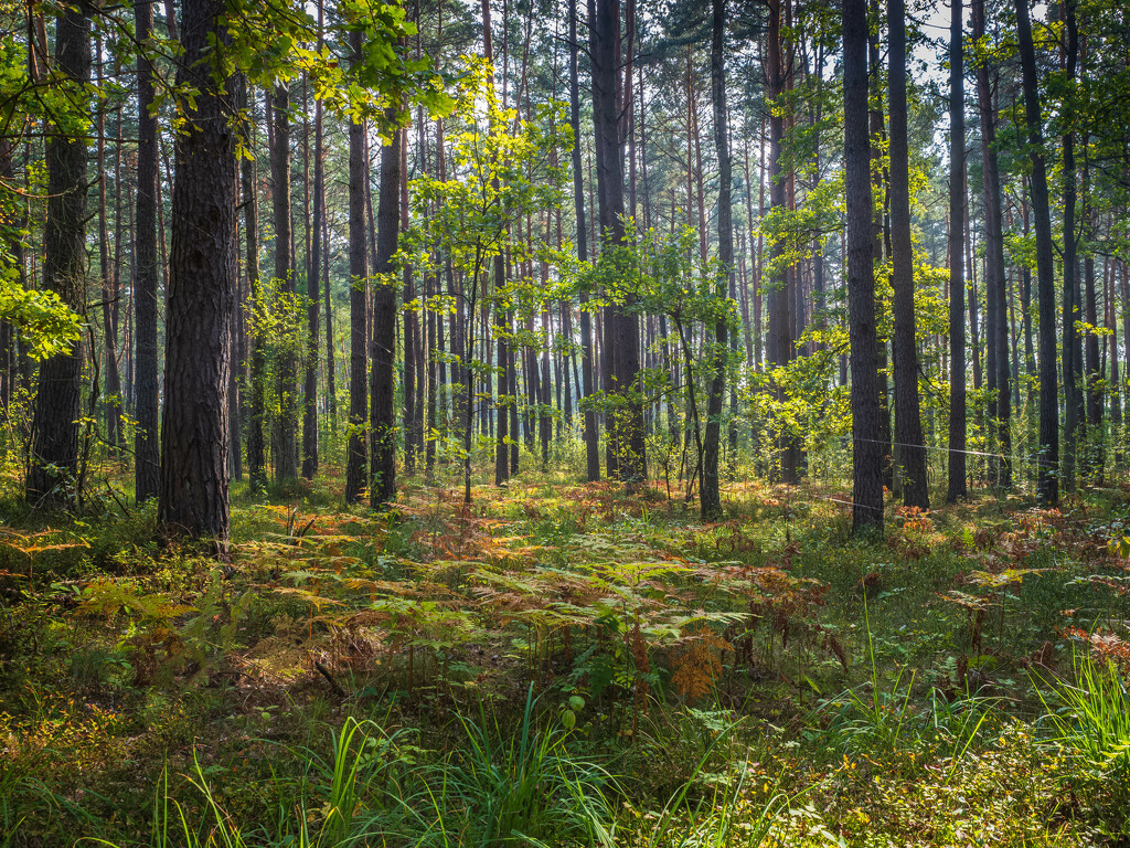 Pine forest in autumn. by haskar