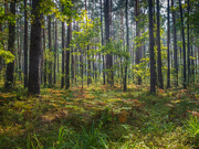 18th Sep 2024 - Pine forest in autumn.