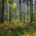 Pine forest in autumn.