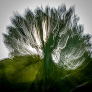 15th Sep 2024 - Willow tree ICM 