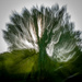 Willow tree ICM 