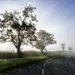 Misty Road by carole_sandford