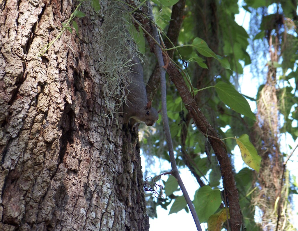 Eastern Gray Squirrel  by kcbanning