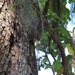 Eastern Gray Squirrel  by kcbanning