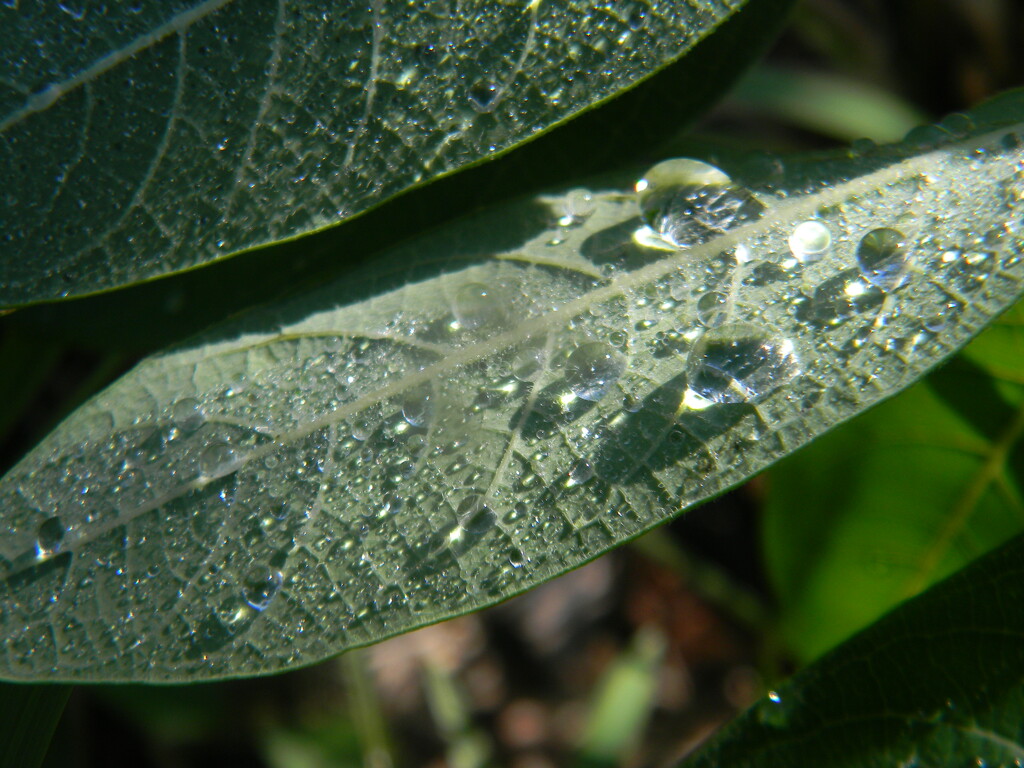 Raindrops on Leaf  by sfeldphotos