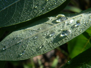 18th Sep 2024 - Raindrops on Leaf 