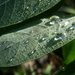 Raindrops on Leaf 