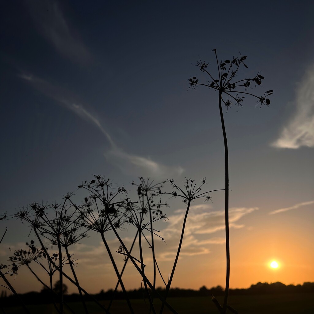 Silhouette by gaillambert