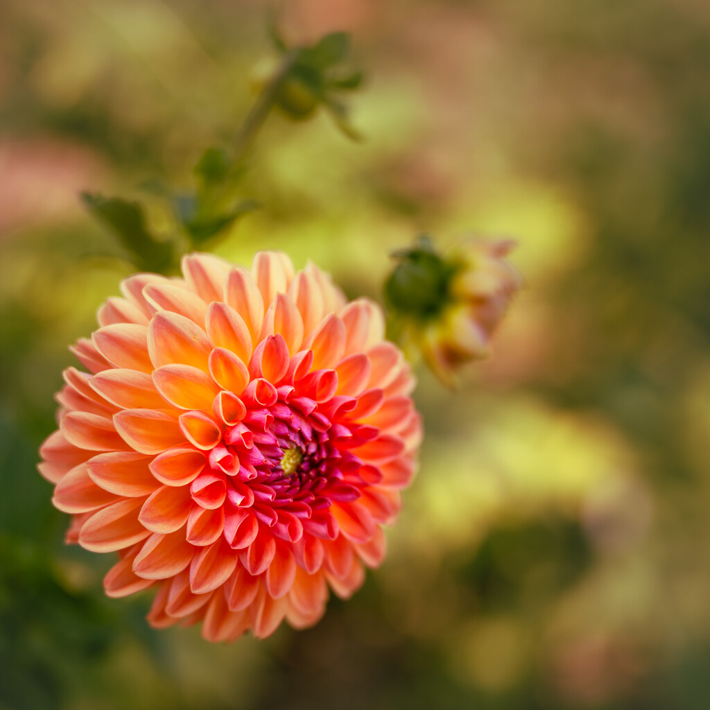 end of summer dahlia by jackies365