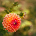 end of summer dahlia