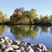 Tree Reflections