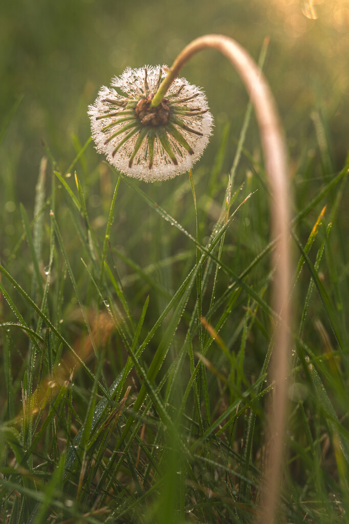 dewy macro morning by jackies365