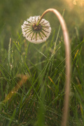 13th Sep 2024 - dewy macro morning